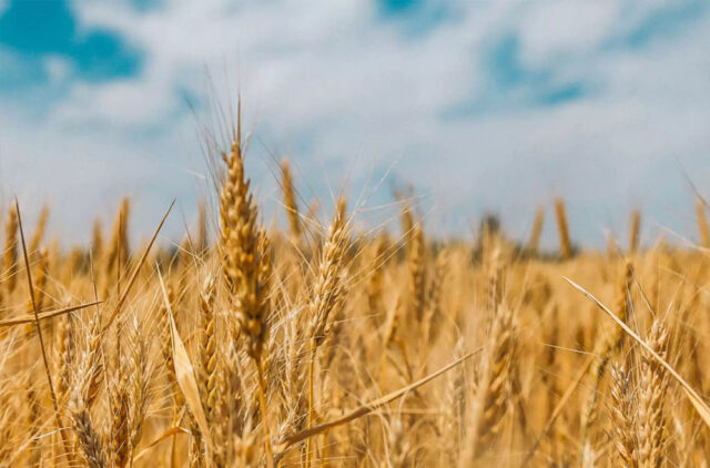wheat_76_1.jpg
