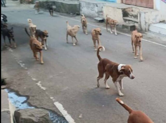dog2-5.jpg