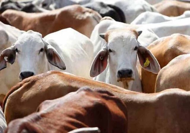 cow1.jpg