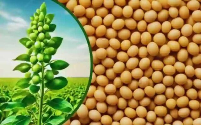 soyabeen.jpg