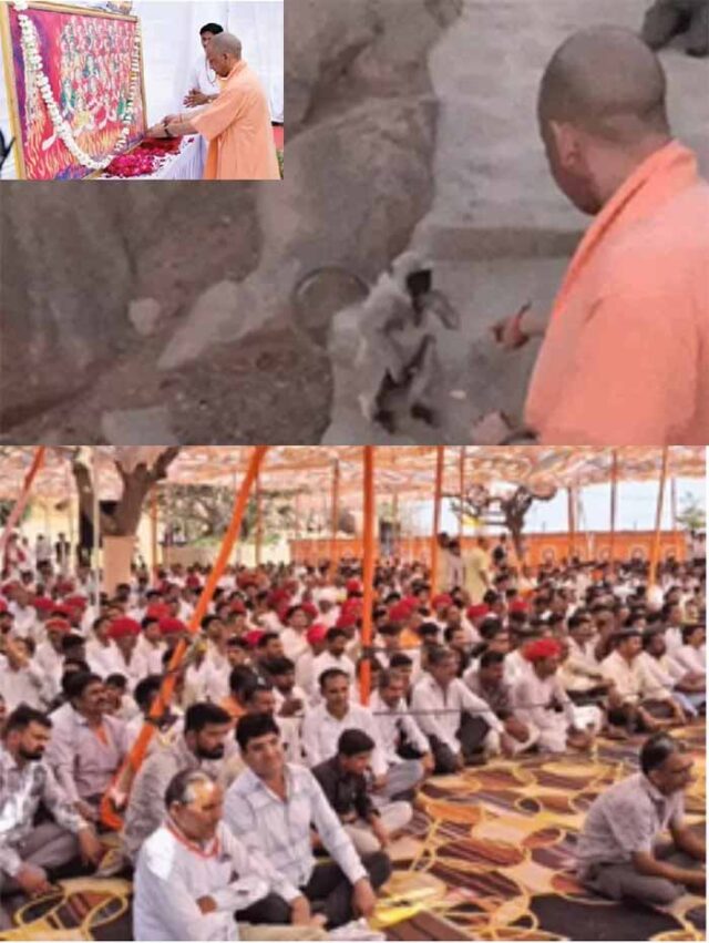 yogi2-8.jpg