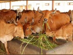 नई रणनीति से होगा नस्ल सुधार, स्थानीय जलवायु के अनुकूल विकसित होंगी मजबूत प्रजातियां