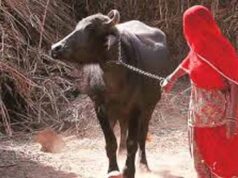 कृत्रिम गर्भाधान और नई तकनीक से बढ़ेगा दूध उत्पादन