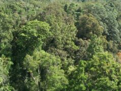 गांधीसागर बांध के 1.5 करोड़ पेड़ों में 65 लाख इंसानों को ऑक्सीजन देने की शक्ति