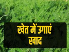 हरी खाद के उपयोग से खेती में वृद्धि, मिट्टी की सेहत भी होगी बेहतर