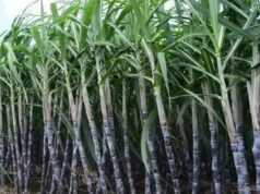 ड्रिप इरीगेशन तकनीक से गन्ने का उत्पादन 25% बढ़ा, किसानों को मिली आर्थिक राहत