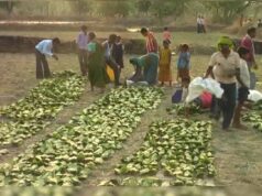 तेंदूपत्ता पर डबल असर: बारिश-ओलों से नुकसान, मौसम खराबी से संग्रहण भी घटा