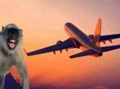 रनवे पर बंदर से हड़कंप, Lucknow में रायपुर फ्लाइट की लैंडिंग के समय इमरजेंसी ब्रेक लगाया गया