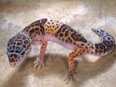 नक्सल क्षेत्र अबूझमाड़ में दिखा दुर्लभ जीव, जवानों ने रात गश्त के दौरान रिकॉर्ड किया लेपर्ड गेको का वीडियो