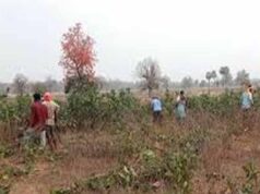 छत्तीसगढ़ में तेंदूपत्ता सीजन शुरू: 31 हजार परिवारों की आय बढ़ेगी, व्यवस्थाएं दुरुस्त