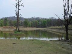 वैज्ञानिक मैपिंग और सॉल्ट लिक तकनीक से बदला अभयारण्य का परिदृश्य