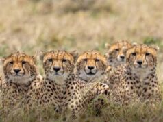 कूनो में चीतों का प्रजनन: 3 महीने में 4 मादा चीता बनीं मां, प्रबंधन ने बदली रणनीति, जंगल में प्रजनन को दी प्राथमिकता