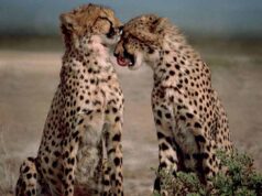 कूनो में चीतों की बढ़ती संख्या के बाद नौरादेही के जंगल में तैयार 8 बाड़े, जल्द शिफ्ट होंगे चीते