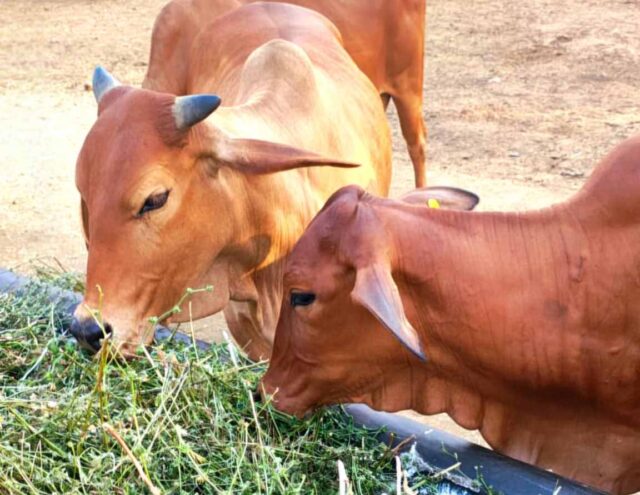 cow.jpg