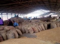 19 लाख 90 हजार मीट्रिक टन गेहूं का उपार्जन, 4 लाख 88 हजार किसानों से प्राप्त