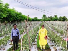 राष्ट्रीय कृषि विकास योजना: ईश्वरी प्रसाद ने टमाटर उत्पादन से कमाए 02 लाख 90 हजार रूपए