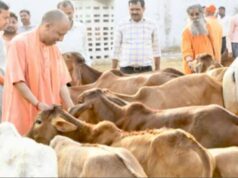 गोमाता से समृद्धि तक, उत्तर प्रदेश में गोवंश आधारित विकास की नई कहानी