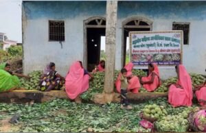 सीताफल उत्पादन और प्रसंस्करण से महिला समूहों की आर्थिक उन्नति