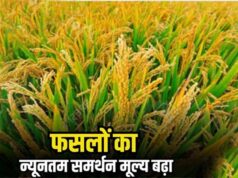 खेती से बढ़ेगी कमाई: मोदी सरकार ने खरीफ फसलों की MSP में किया इजाफा, देखें पूरी लिस्ट