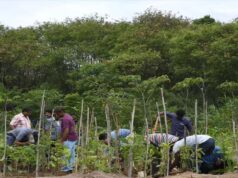 हरियाली की ओर बढ़ता छत्तीसगढ़, मियावाकी फॉरेस्ट मॉडल बना पर्यावरण संरक्षण की मिसाल