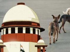 स्ट्रे डॉग्स को लेकर SC सख्त, लेकिन क्या राज्यों के पास हैं इतने शेल्टर और संसाधन?