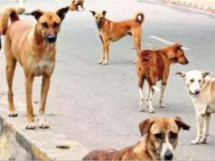 सवा लाख आवारा श्वानों पर सुप्रीम कोर्ट का हंटर, भोपाल में बढ़ते हमलों ने बढ़ाई चिंता