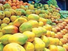 40-50% फसल ही बची, अब बैगिंग से आम को बनाया जाएगा एक्सपोर्ट क्वालिटी