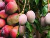 Japan Mango Ban: भारत को बड़ा झटका! जापान में इस खास आम का सबसे ज्यादा चलता है स्वाद