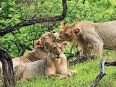 कूनो में चीतों की रिहाई, एमपी में वन्यजीव संरक्षण को नई रफ्तार