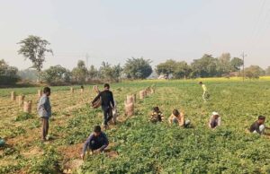 आलू संकट पर सरकार की योजना: निर्यात और नई रणनीति से किसानों को मिलेगा सहारा