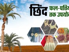 बस्तर का नवाचार: जंगल के छिंद बीजों से बनी हर्बल कॉफी, दुनियाभर में आकर्षण का केंद्र