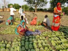 लक्ष्य पूरा करने की तैयारी तेज: तेंदूपत्ता फड़ों का निरीक्षण, अधिकारियों ने दिए जरूरी निर्देश
