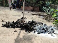 नौतपा में प्रकृति पर संकट, 500 चमगादड़ों के शव उठाने में जुटे नगर पालिका कर्मचारी