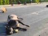 रायगढ़: तेज रफ्तार वाहन बना मौत का कारण, भारतमाला सड़क हादसे में 5 बैलों की मौत