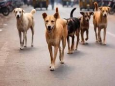 खंडवा में आवारा कुत्तों का आतंक, खेल रहे मासूम पर टूट पड़ा 6 कुत्तों का झुंड