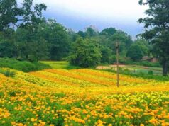 गेंदा उत्पादन से कोड़केल के किसान ने पेश की सफलता की मिसाल