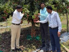 पारंपरिक फसलों से आगे बढ़ा बस्तर, लीची उत्पादन बना नई उम्मीद