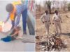 राष्ट्रीय पक्षी की अंत्येष्टि में लापरवाही के आरोप, प्रशासन की कार्यप्रणाली पर घिरे सवाल