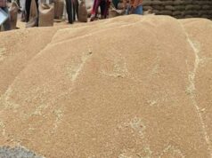 गेहूं निर्यात में मध्यप्रदेश बना देश का अग्रणी राज्य, 40 फीसदी हिस्सेदारी