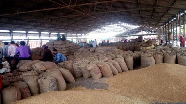 wheat_A_45_5-2.jpg
