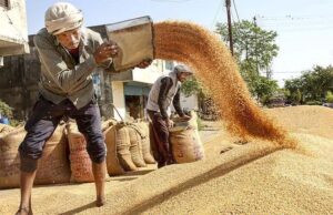 तेजी से बढ़ी खरीदी तो ठप हुआ सर्वर, 44 हजार किसान फंसे, अब 23 मई तक मौका