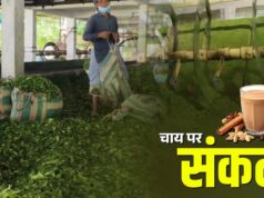 भारत के नियमों ने बढ़ाई नेपाल की मुश्किलें, चाय उद्योग ठप होने की कगार पर; पाकिस्तान-बांग्लादेश बने सहारा