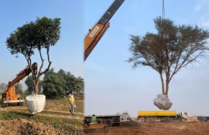 पर्यावरण संरक्षण के लिए MP सरकार का बड़ा फैसला, पेड़ काटने से पहले मानने होंगे कड़े नियम