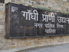 कान्हा में CDV का असर, ग्वालियर जू में बाघिन मीरा के शावकों की सुरक्षा बढ़ाई; फिलहाल आइसोलेशन से बाहर नहीं आएंगे