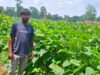 उद्यानिकी विभाग की पहल रंग लाई, खीरे की आधुनिक खेती से कमार कृषक की आय में बड़ा इजाफा