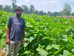 उद्यानिकी विभाग की पहल रंग लाई, खीरे की आधुनिक खेती से कमार कृषक की आय में बड़ा इजाफा