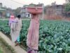 आधुनिक खेती का कमाल: विदेशी सब्जियों से लाखों की कमाई, दर्जनों लोगों को मिला रोजगार