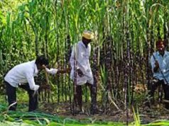 कर्ज माफी से रिकॉर्ड भुगतान तक, यूपी में किसानों की खुशहाली की नई कहानी