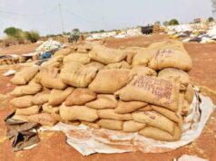 Bastar News: उठाव नहीं होने से सड़ गई करोड़ों की धान, किसानों ने जिम्मेदारों पर उठाए सवाल