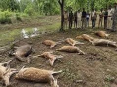 कटनी में वन्यजीवों पर बड़ा हमला, तालाब में जहर डालकर 14 चीतल-सांभरों को मारा, बाघों के लिए बढ़ा खतरा